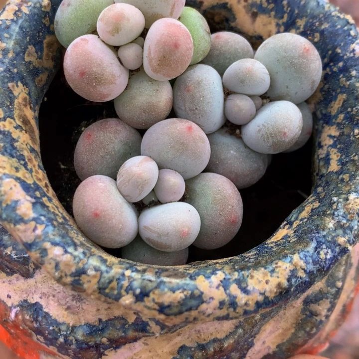 彩虹奶50颗（满9.99包邮不满9.99发叶子）