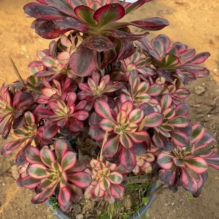 完全开放522多肉植物香奶奶
