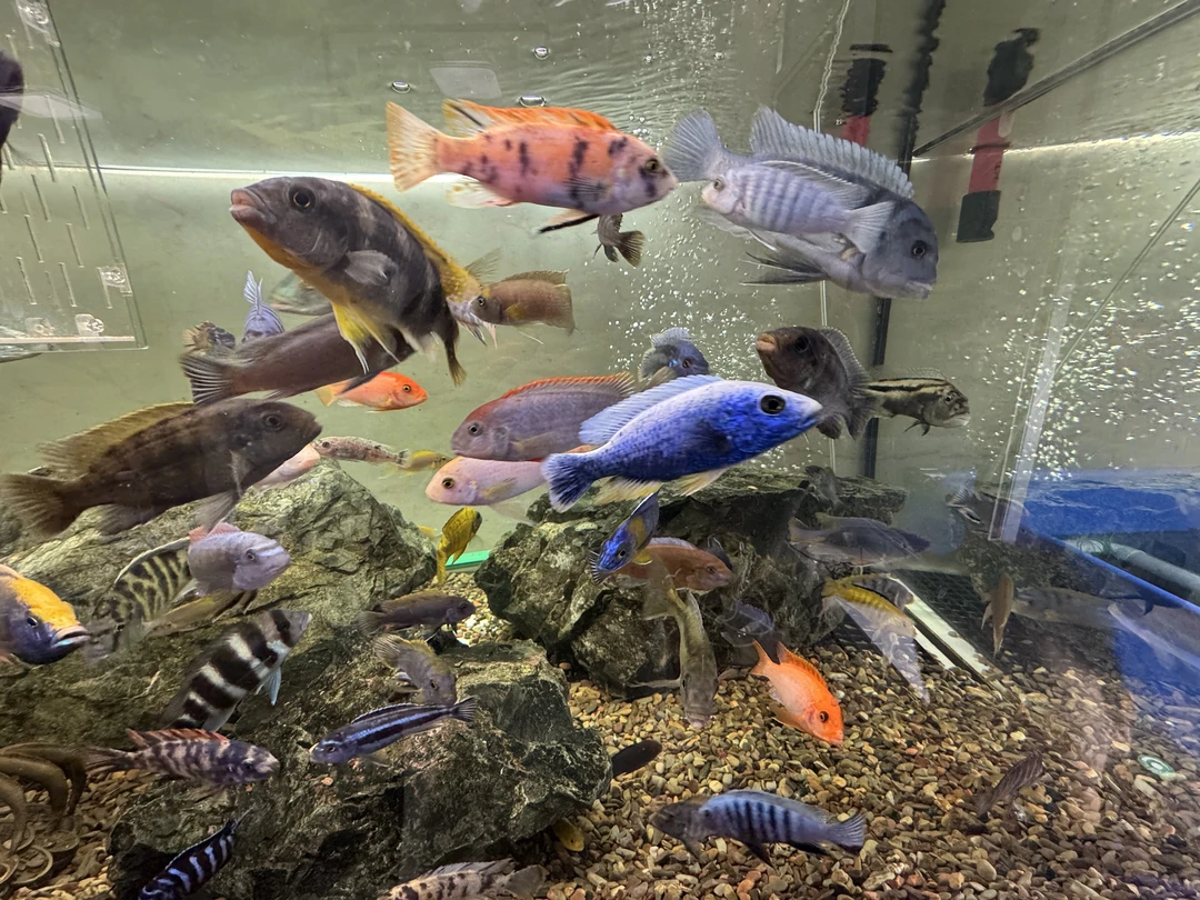 【人工精品】三湖慈鲷淡水观赏鱼 不可用