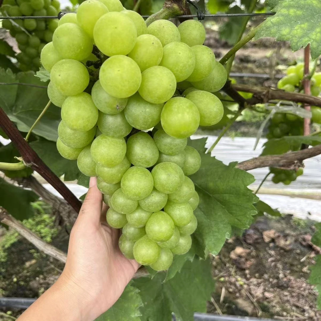 上海正宗马陆阳光玫瑰葡萄上海包邮新鲜采摘次日发货铃兰花皇后