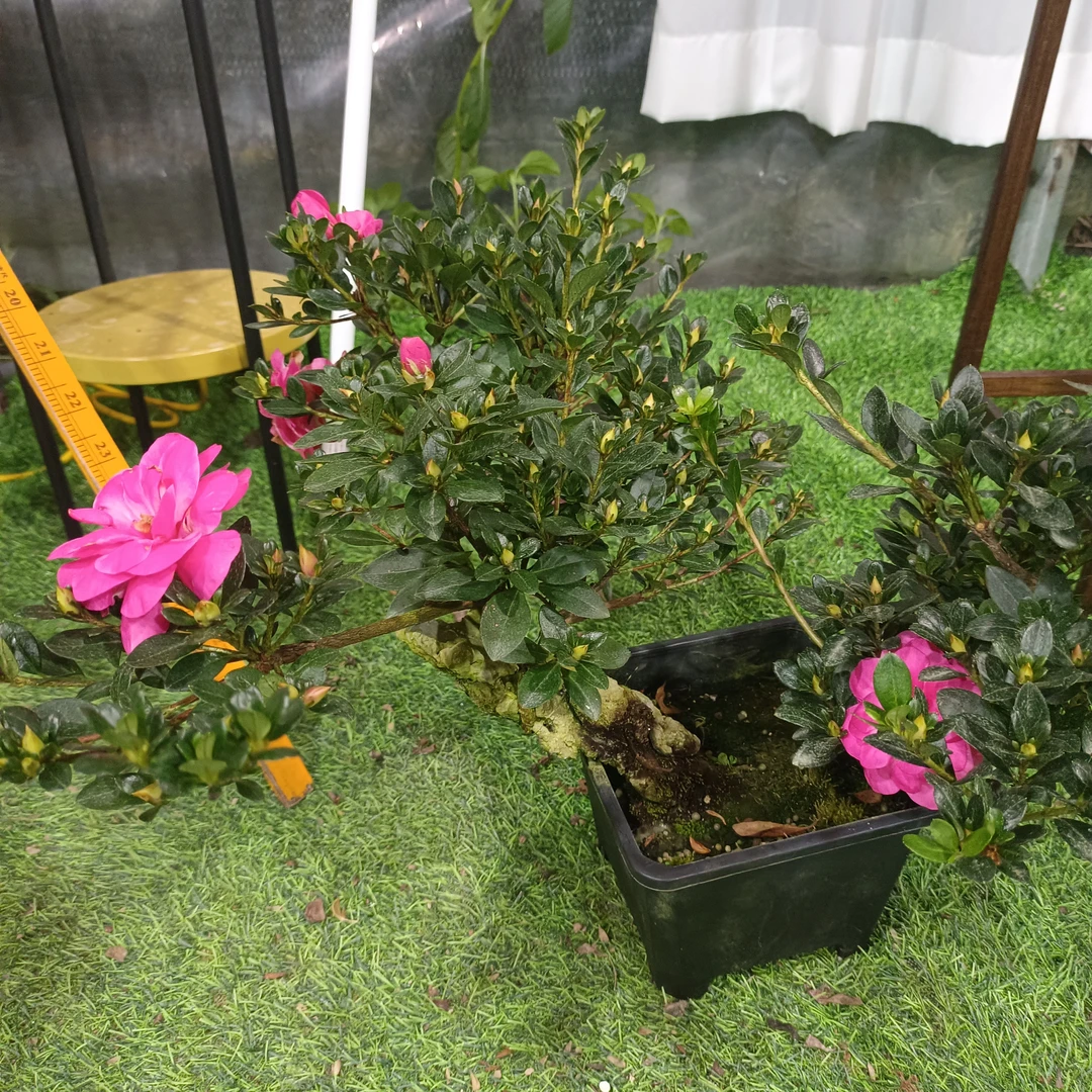 老桩杜鹃爆花机器四季开花适合办公室茶桌的观花盆栽