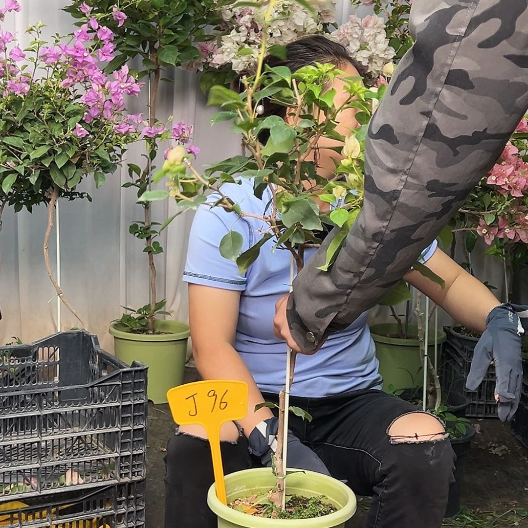 倾***光当前无花栽培后可以开花J96暗丽