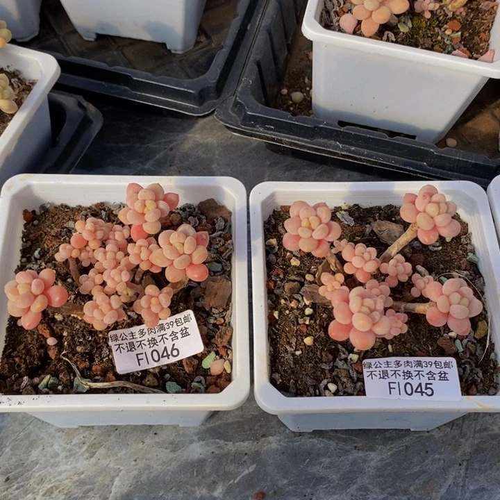 鱼子酱2棵多肉植物