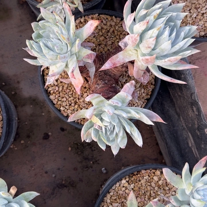 白衣圣徒～一物一拍001