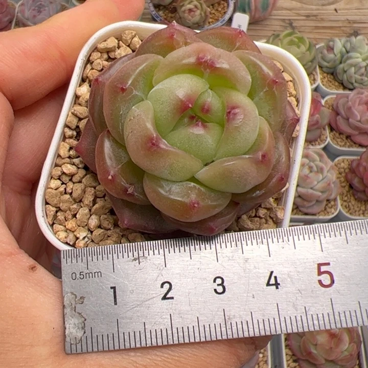 一****Y036 多肉植物组合