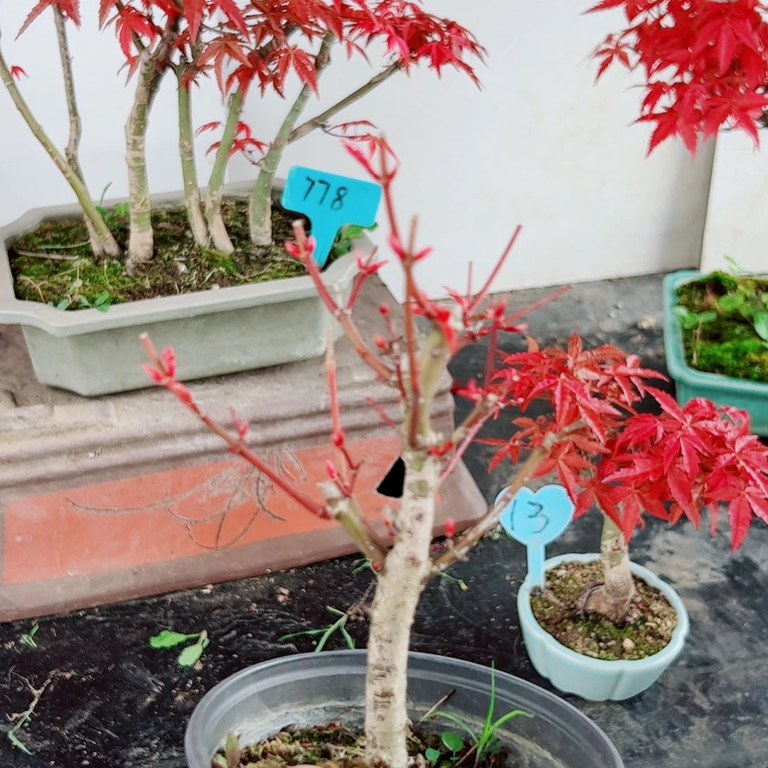 好***吖无花朵枫树……枫树