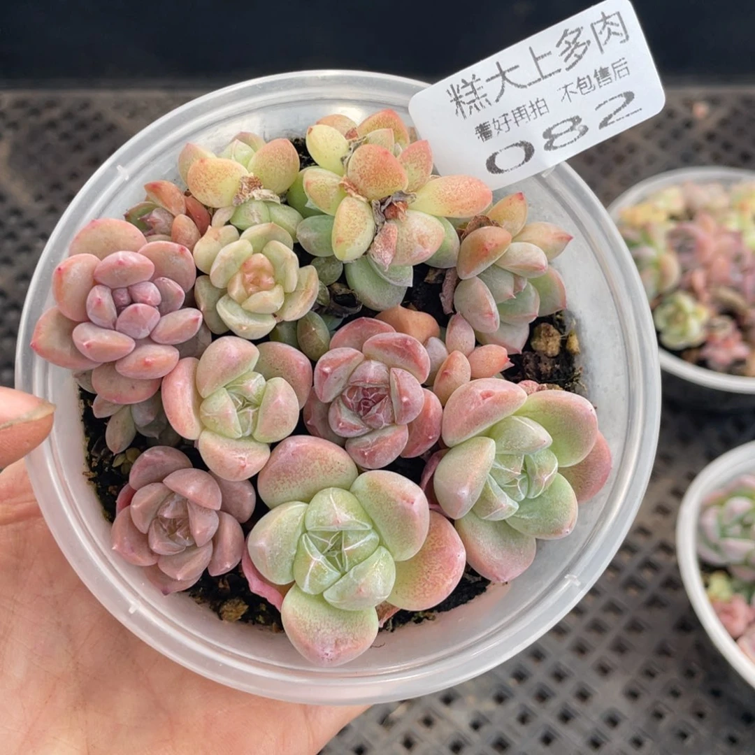糕大上多肉植物082
