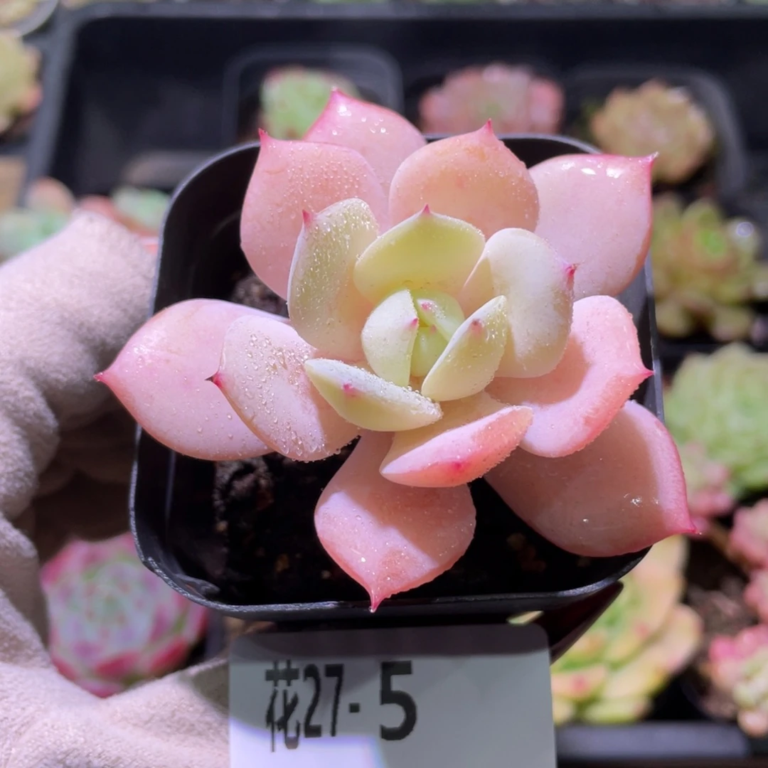 花利美27-5恋曲单头