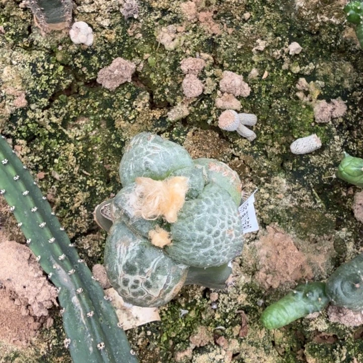 无花朵537炮弹尤光面连山牡丹水池西三