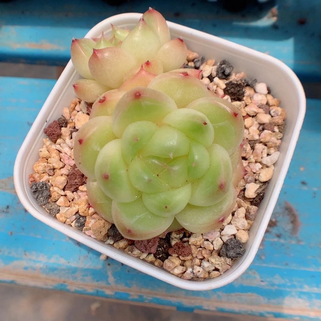 58包邮  群生不包整 珍妮25