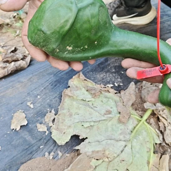 逆***袭292号鹤首葫芦！！！！！！！！