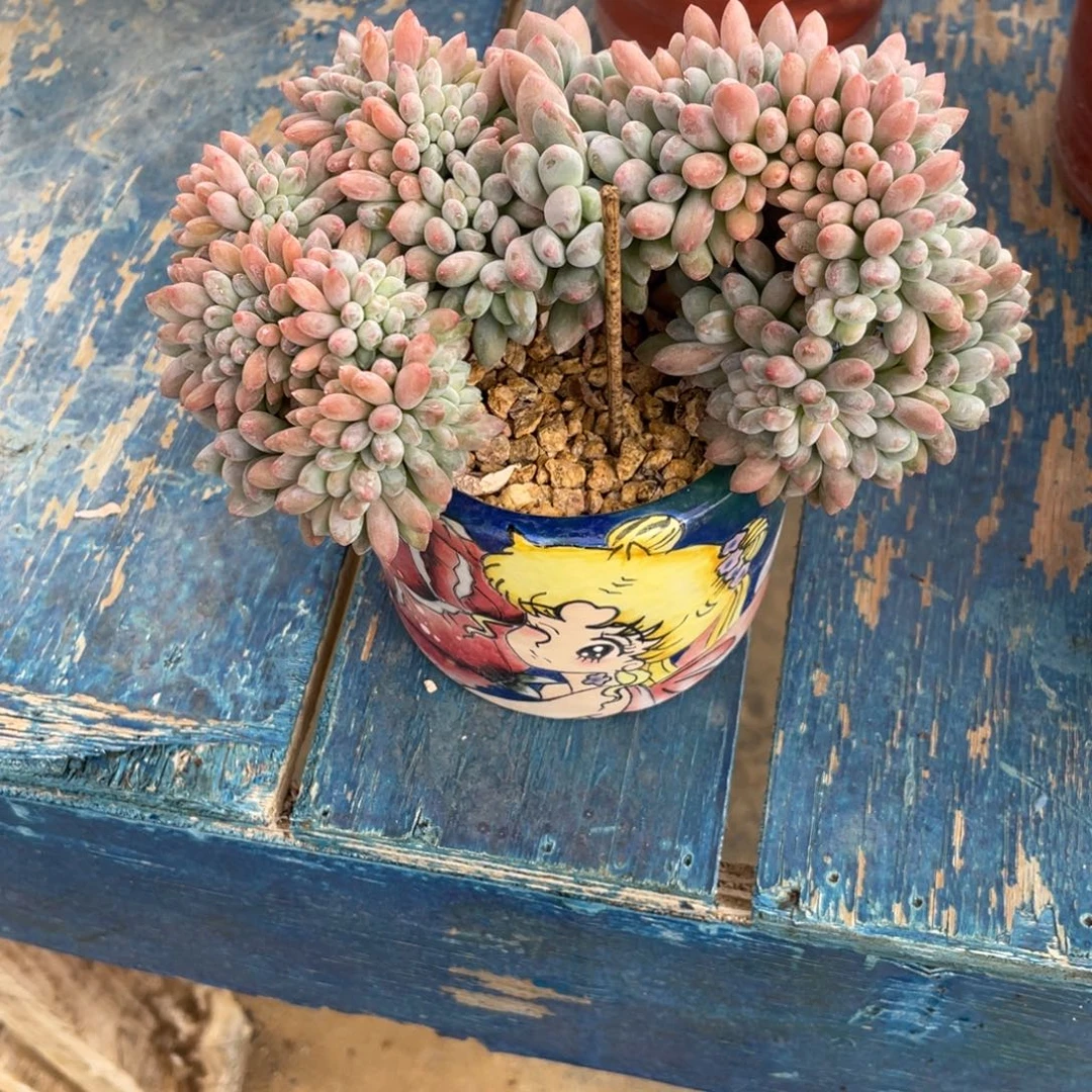 灯美人一物一拍中通快递