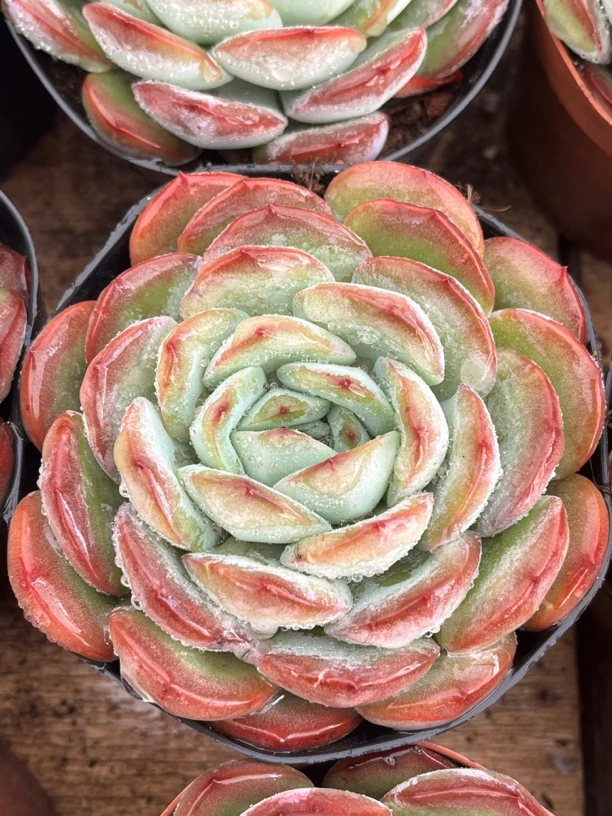 全场满15包邮 雪夜多肉带盆土发货