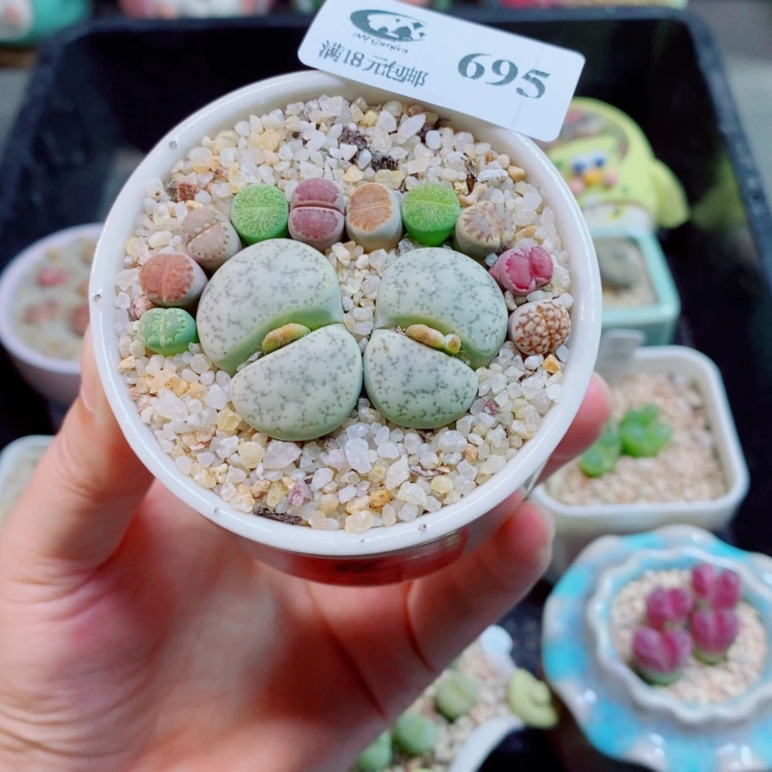 生石花花花花花花695