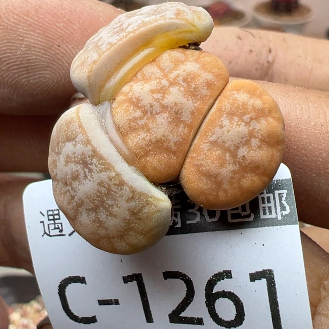 多肉植物11111111111