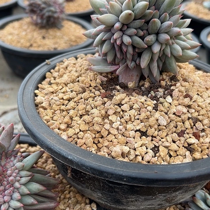 红蜻蜓群生缀化多肉