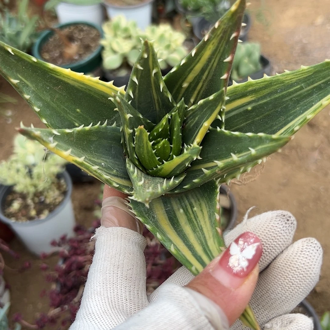 多肉植物不夜城芦荟