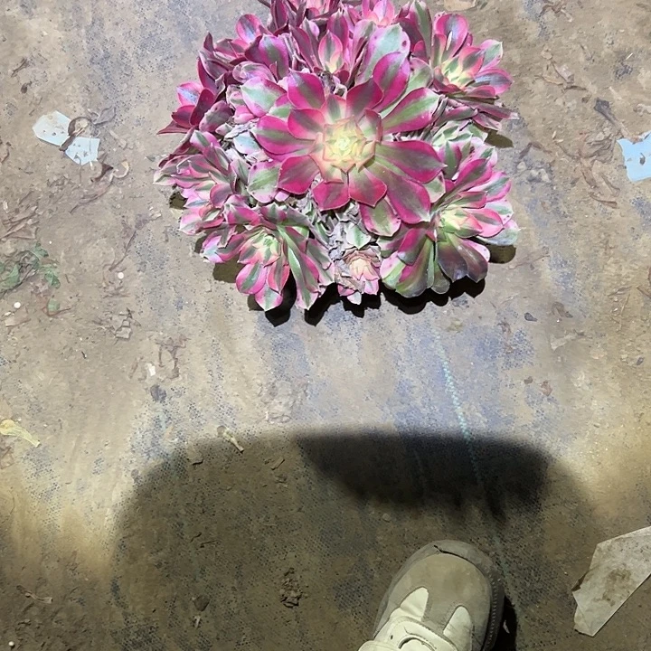 一单包邮不包侧枝87