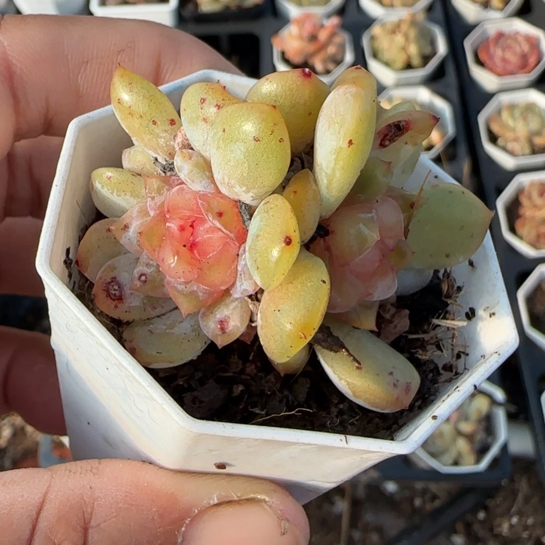 多肉小卡拉米糖心一物一拍