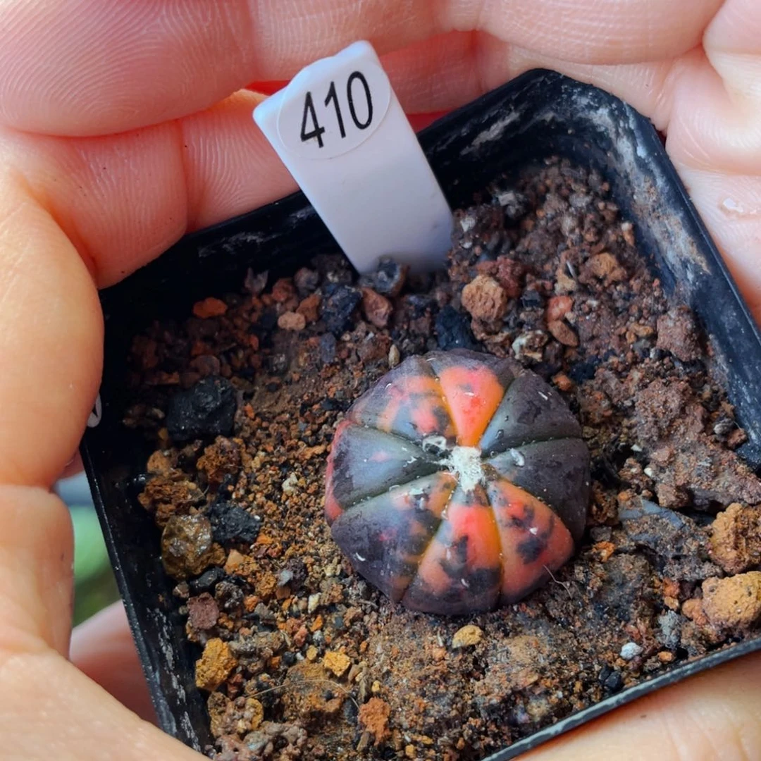 非偏远地区满25包邮裸根发货