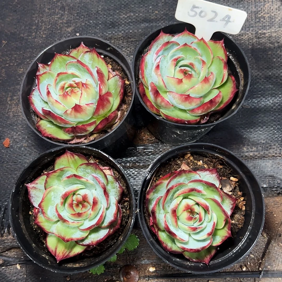 小惊鸿仙子7公分左右四颗5024号