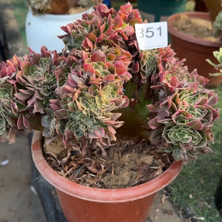 香妃法师锦缀化351