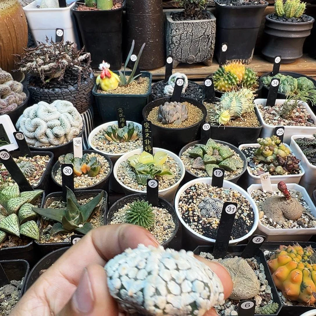 我***妞超V海星篼脱土发货