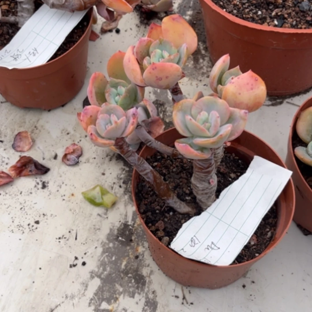 【闪购商品】?***°白凤