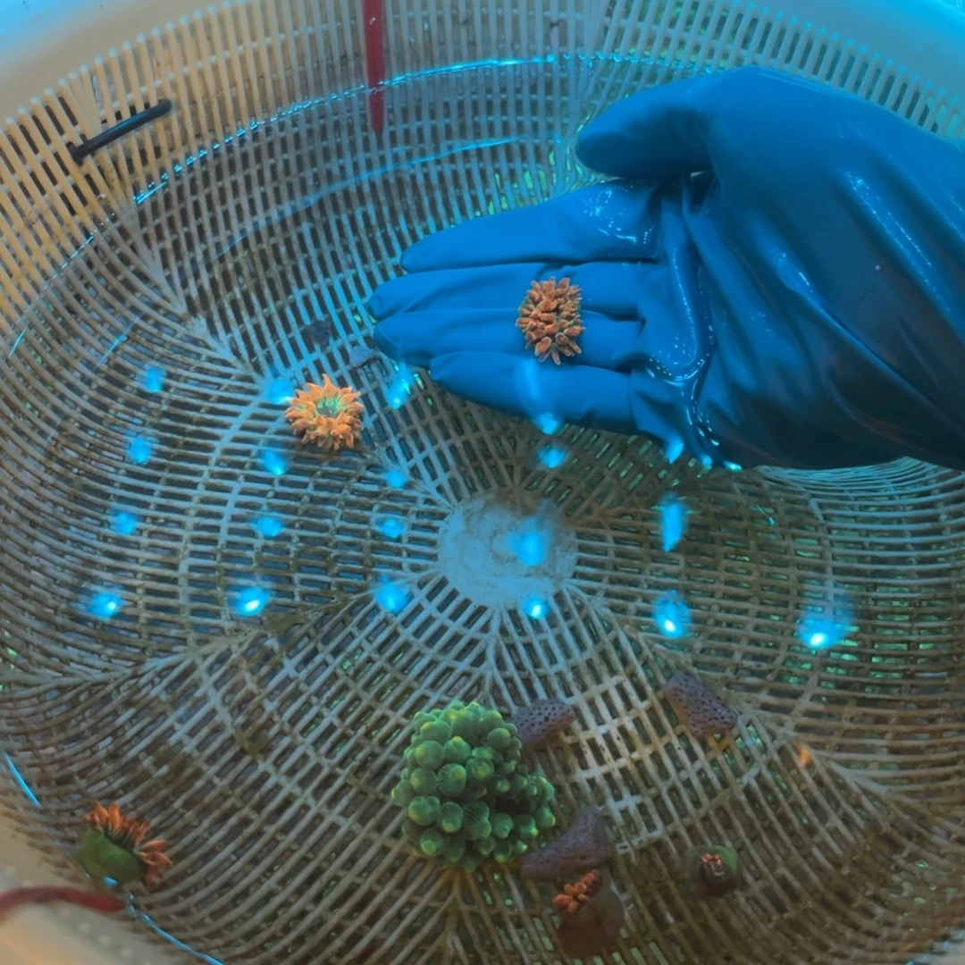 聊***司纽扣珊瑚红奶111111