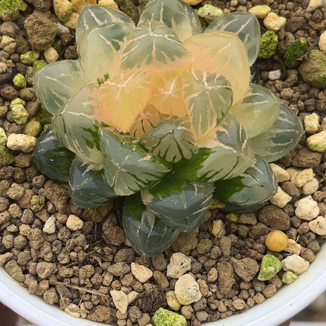 63大窗緋桃玉露锦糊斑趋势十二卷多肉