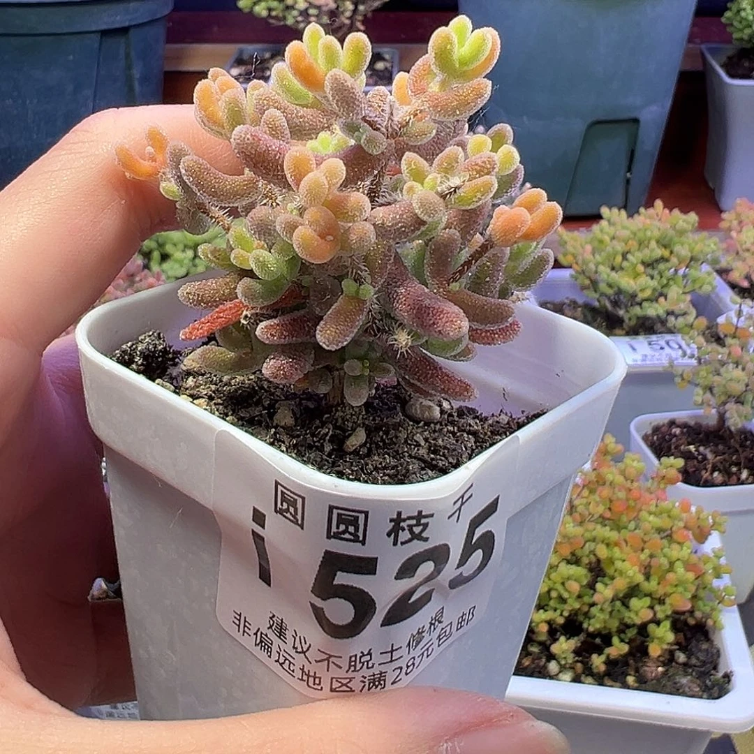 瑶*525琉璃杂冰晶一物一拍