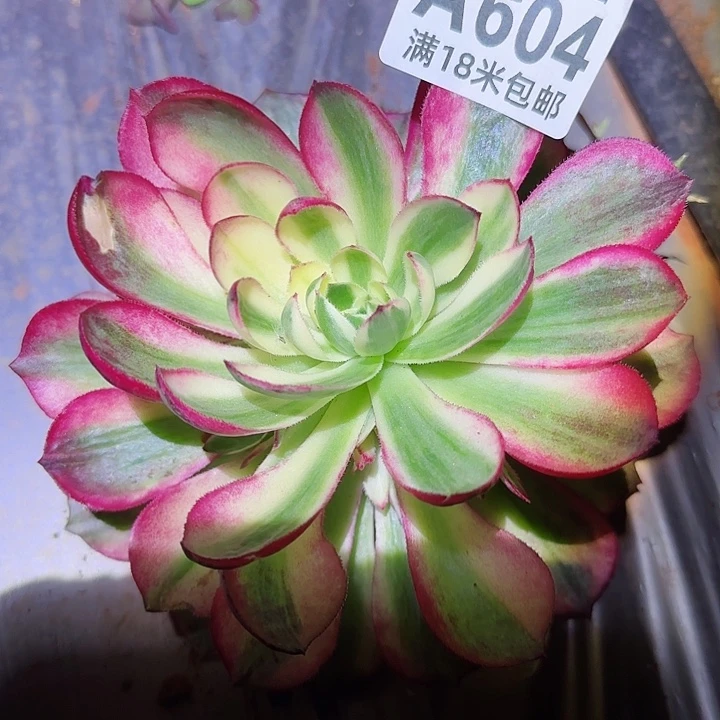 多肉法师海王朵朵