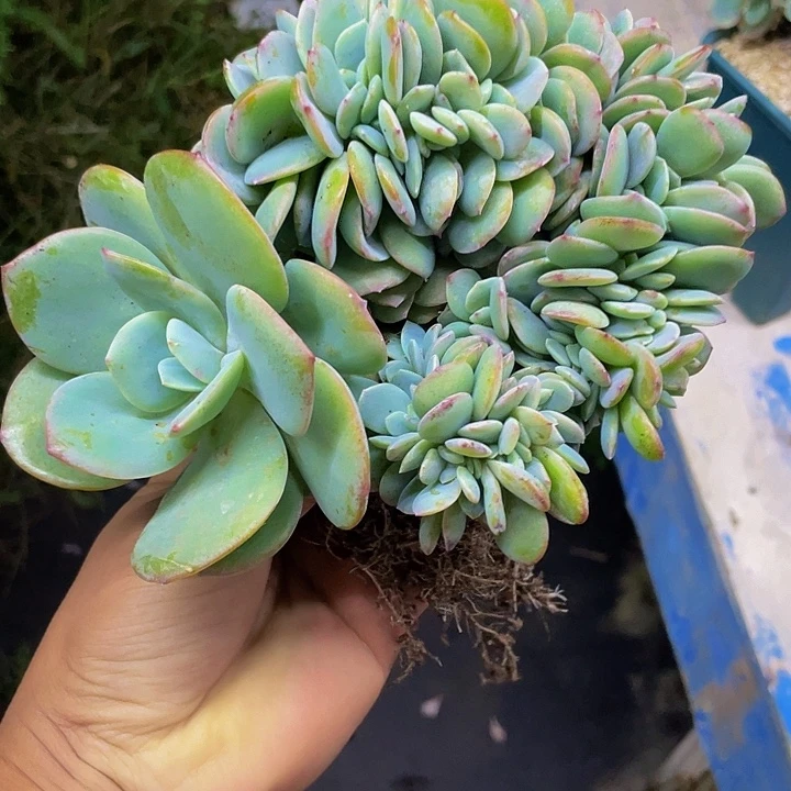 一物一拍一物一拍白凤