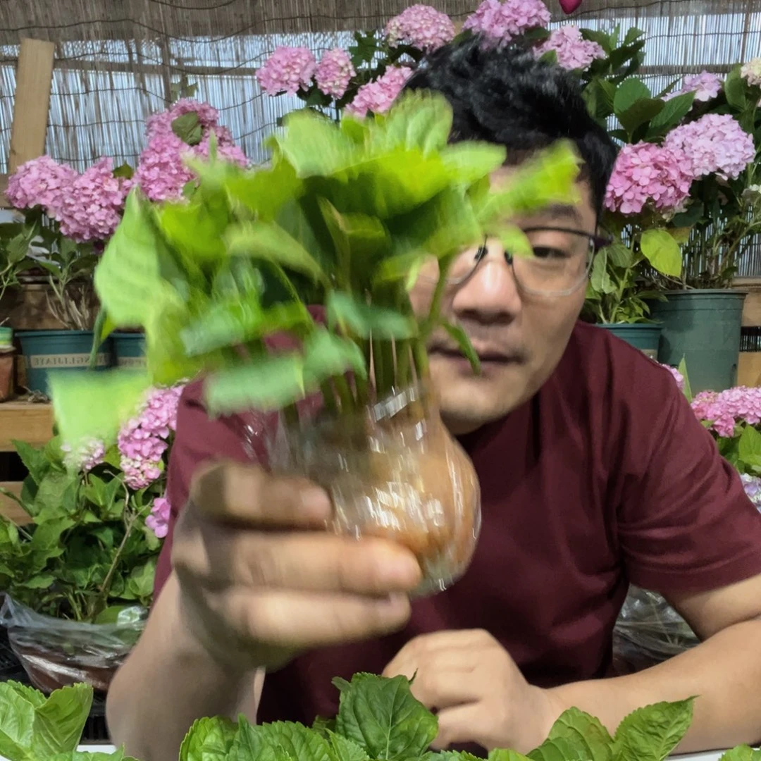 绣球苗10棵5个颜色