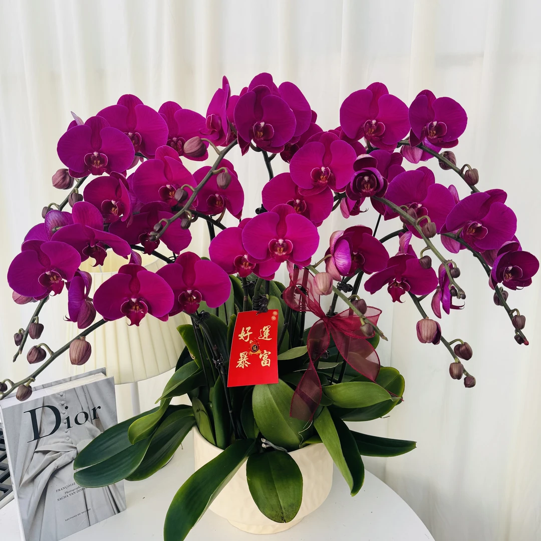 蝴蝶兰【大辣椒】年宵枚红色系带精致组盆鲜花绿植送礼带花花苞