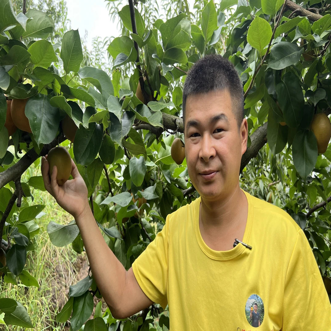 沅陵金秋梨当天采摘清甜无渣汁水多