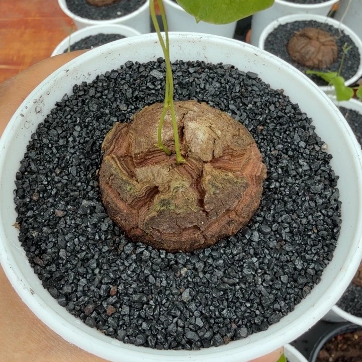 捣****师龟甲龙629 仙人球