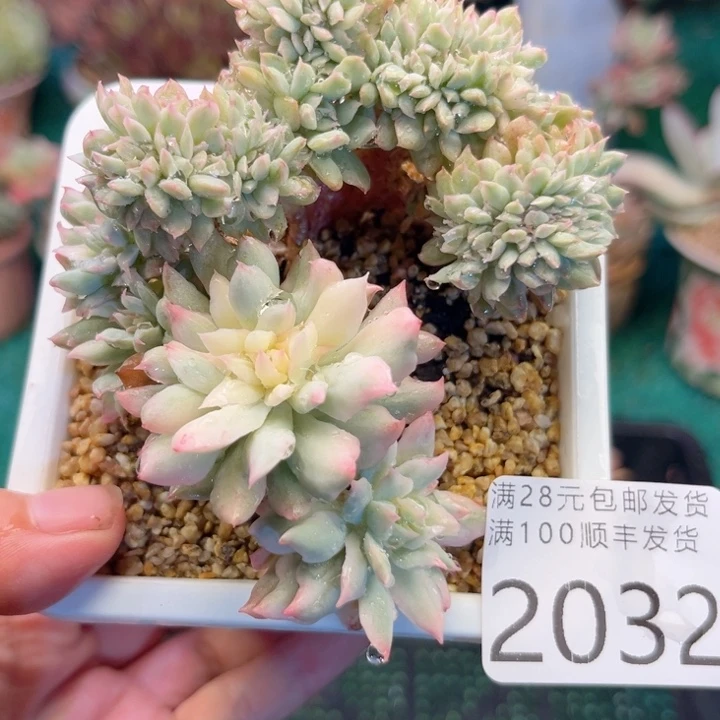 大2032；xvxvvbbhhbh