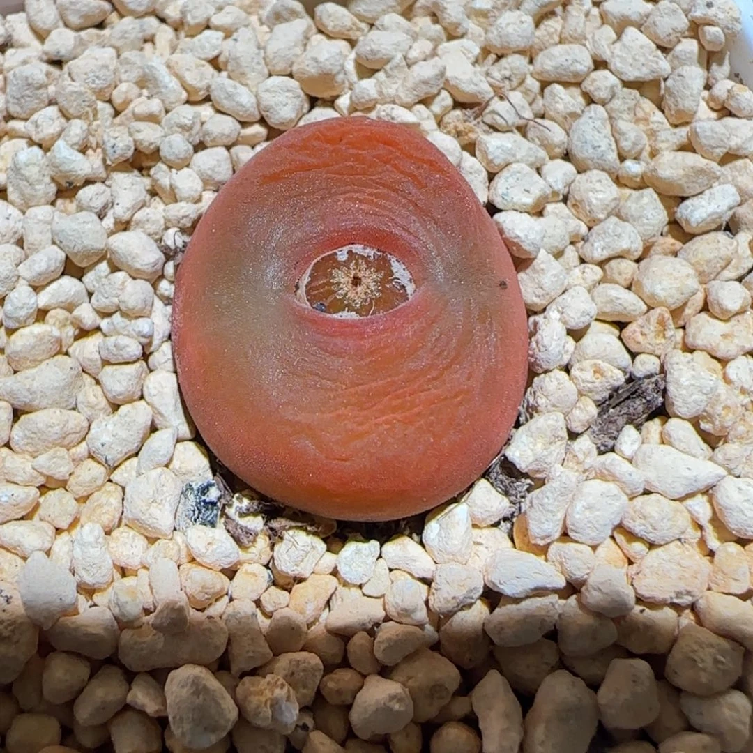 肉锥多肉植物百科-优选水蜜桃母本1323