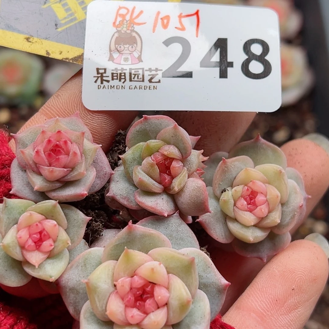 多肉植物多肉植物