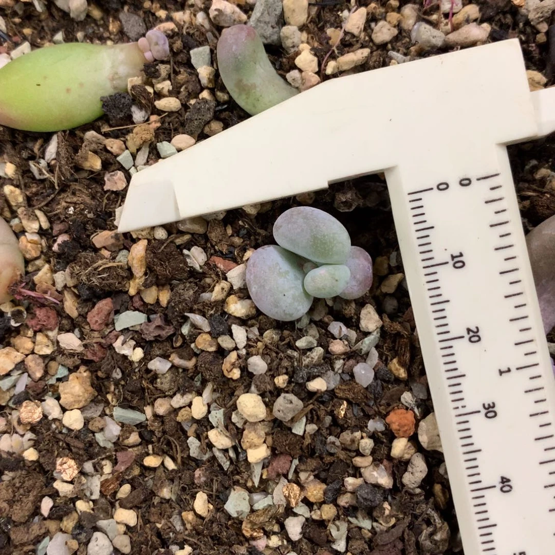 油煎奶酪多肉黄油油煎