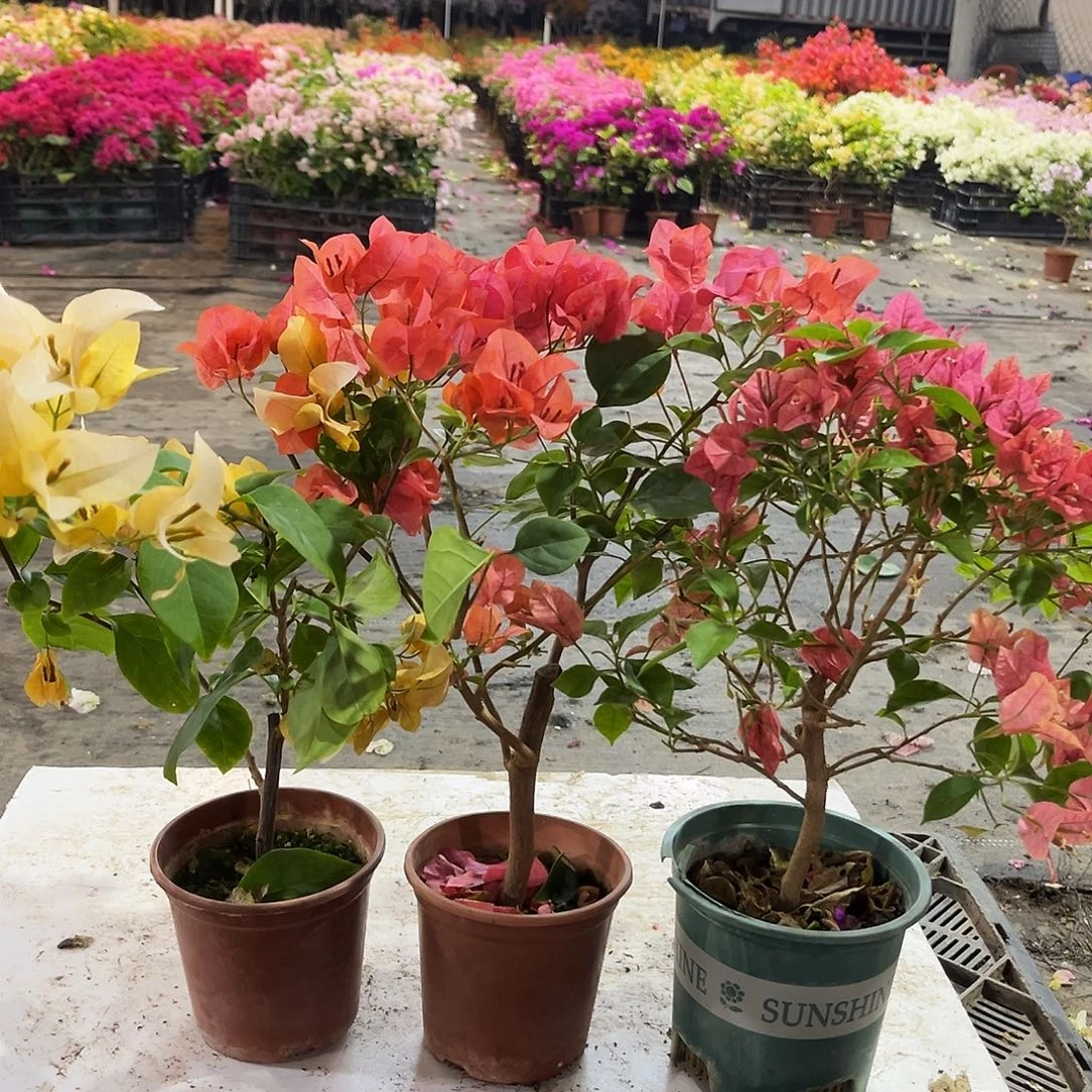 大部分花苞少量开放苏瓦娜，夕阳红，酒红