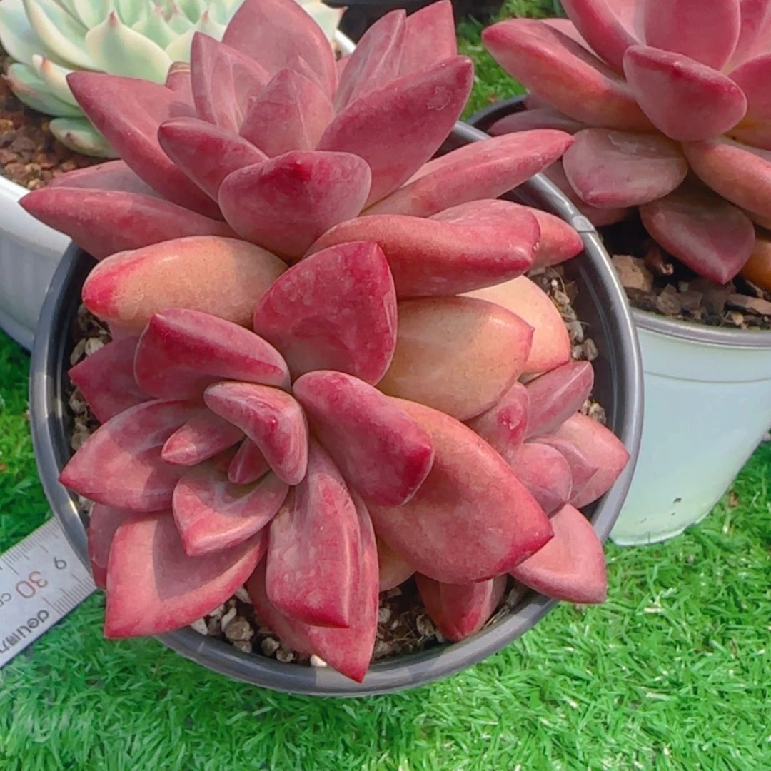 【闪购商品】三头赫菲斯托