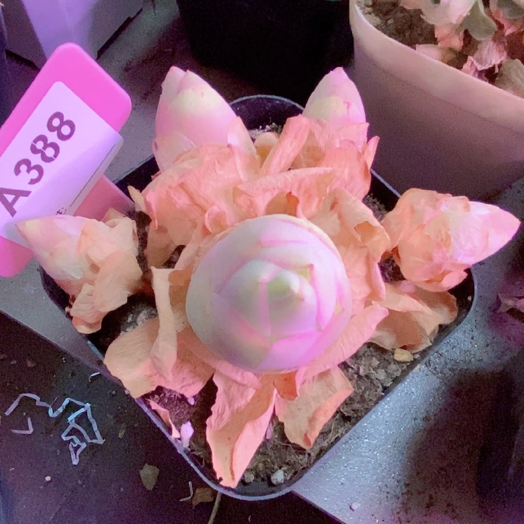 山地玫瑰一物一拍388水蜜桃