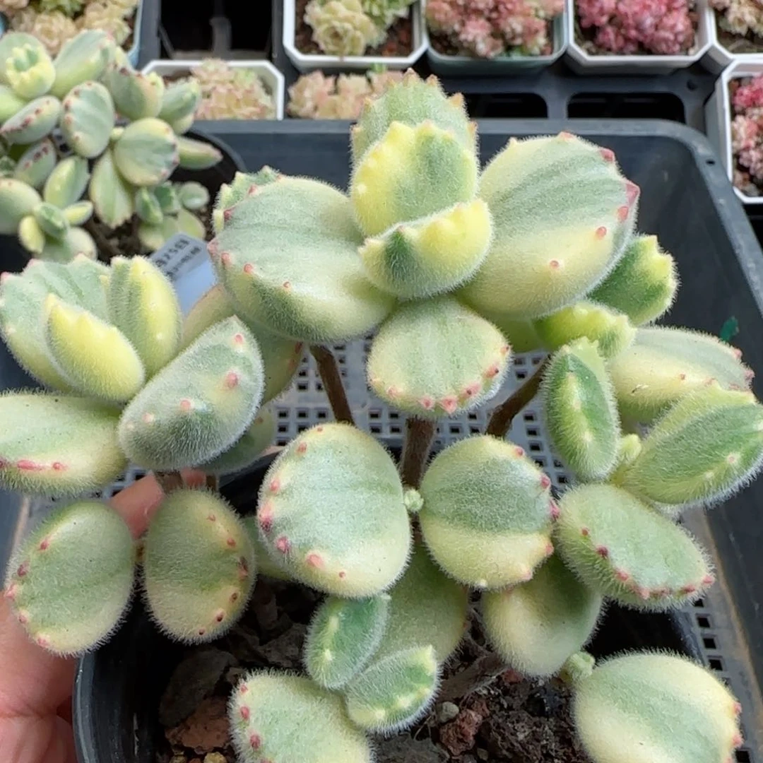 花语逸镜0125-477