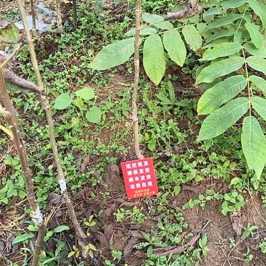 语***杰文玩核桃吊坠磨盘