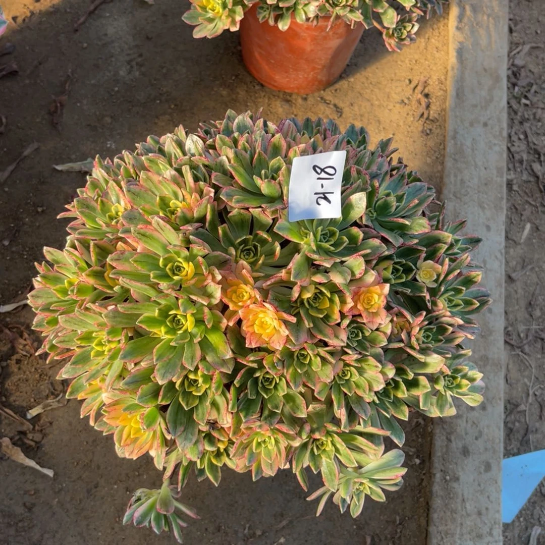 21-18甜茶无砍群多肉多肉