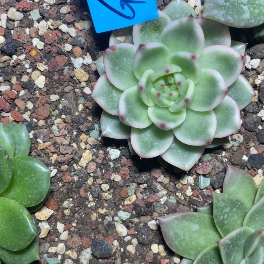 多肉植物多肉植物0262