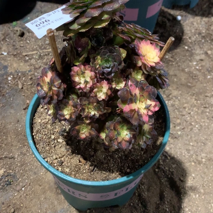 696海王七彩多肉植物特价