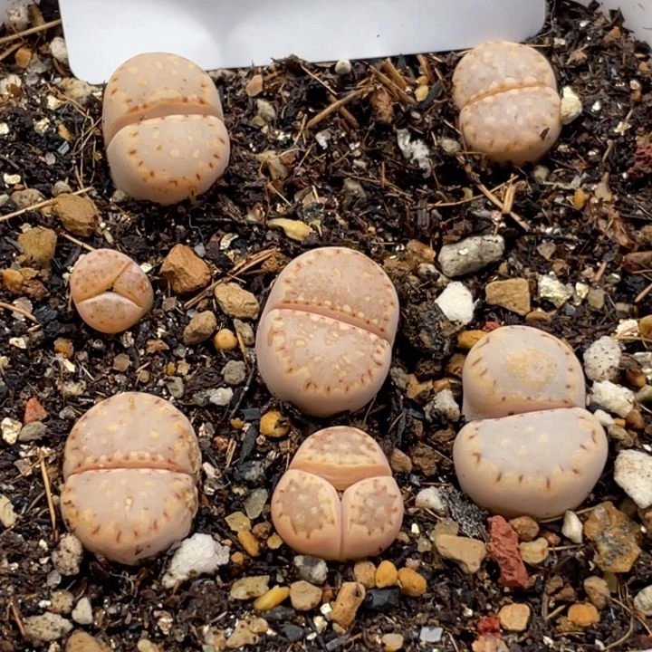 完全开放928饼干c213